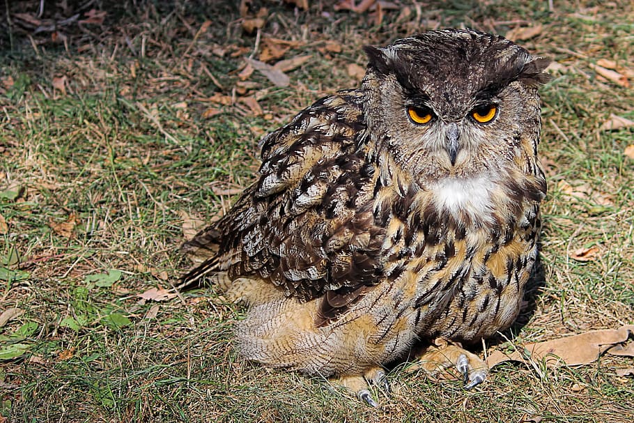 owl, eagle owl, young bird, raptor, bird of prey, animal wildlife HD wallpaper