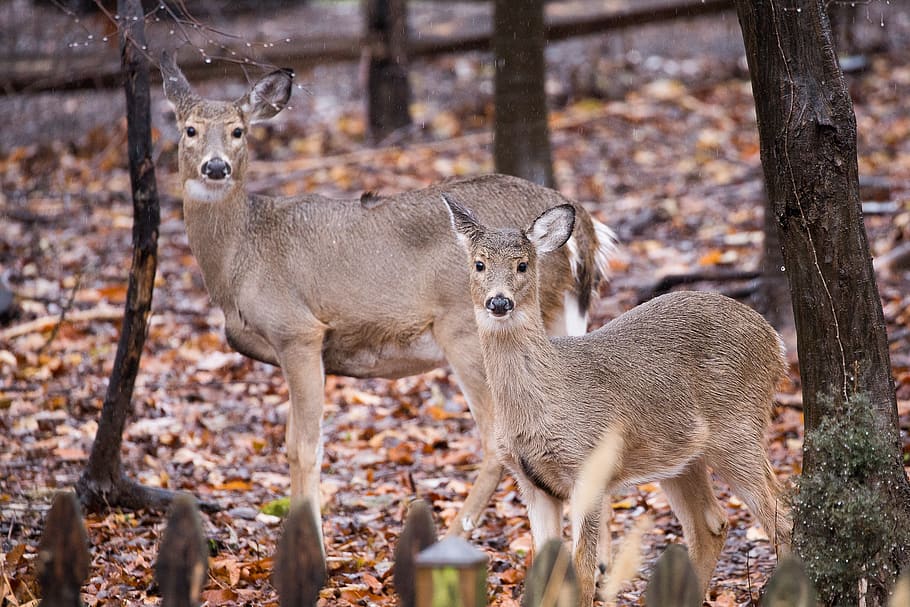 two brown deers on leaf-covered ground, animal, mammal, wildlife HD wallpaper