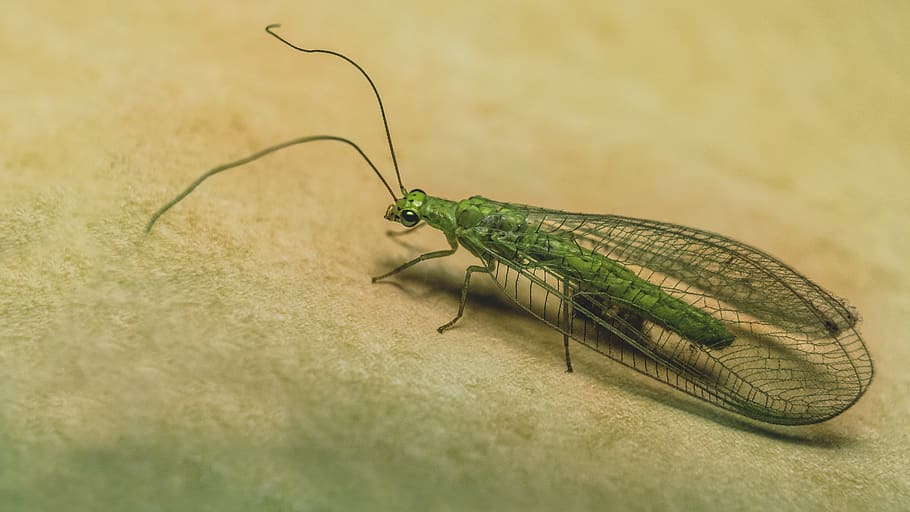 neuroptera, bug, insect, green, macro, closeup, animal themes HD wallpaper
