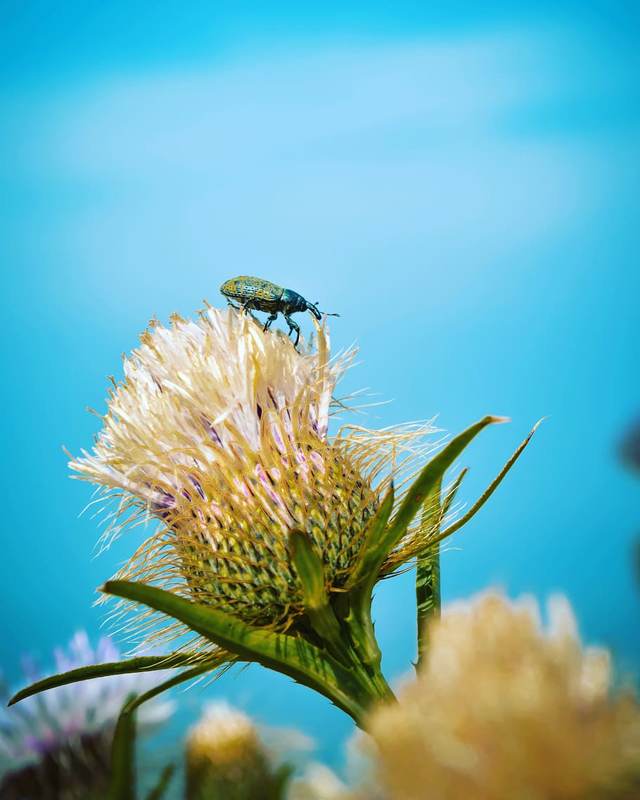 Green Weevil Perching on White-petaled Flower, animal, beetle HD wallpaper