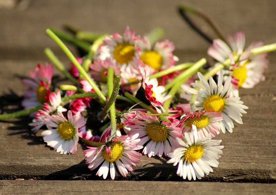 daisies, spring, spring flowers, white, pink, broken, nature HD wallpaper