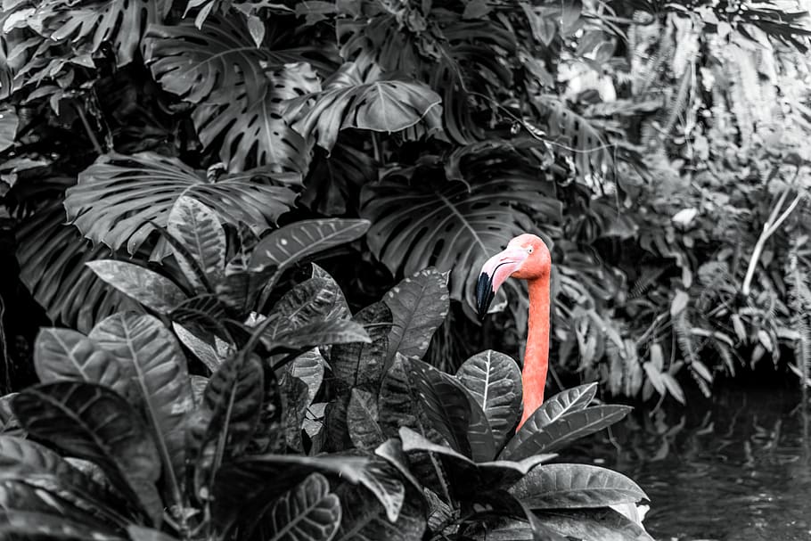 watercolor tropical flamingo wallpaper, jungle wallpaper | Eazywallz.eu –  eazywallz.eu