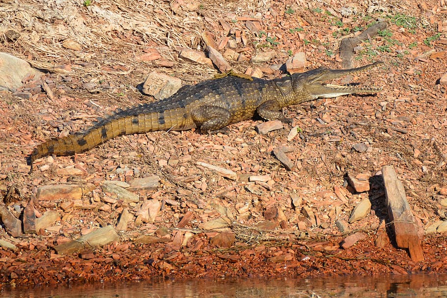 freshwater crocodile, freshie, australian, crocodylus johnstoni, HD wallpaper