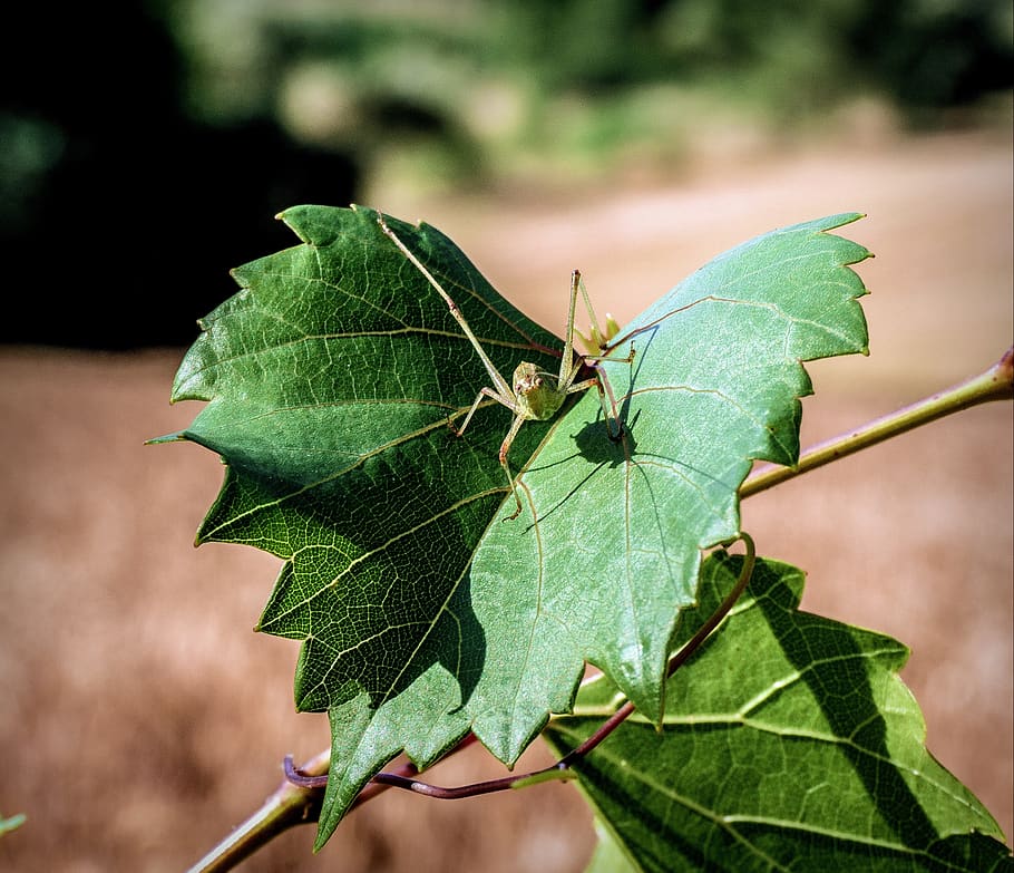spider, vine leaf, insects, animals, green, nature, garden HD wallpaper