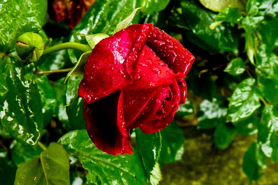 rosa, red, rose, flowers, nature, plants, rain, growth, beauty in nature HD wallpaper