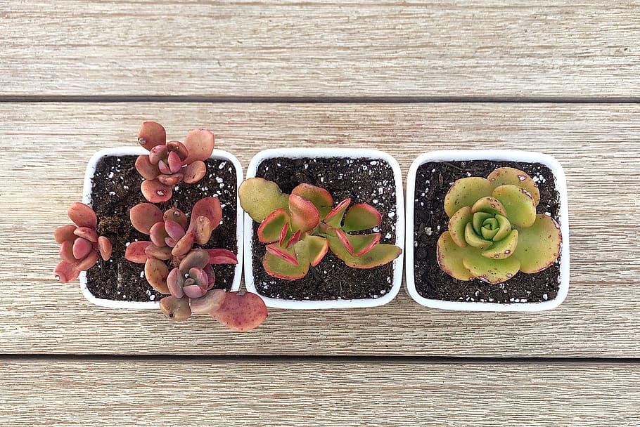 succulents, plants, food and drink, freshness, wood - material HD wallpaper
