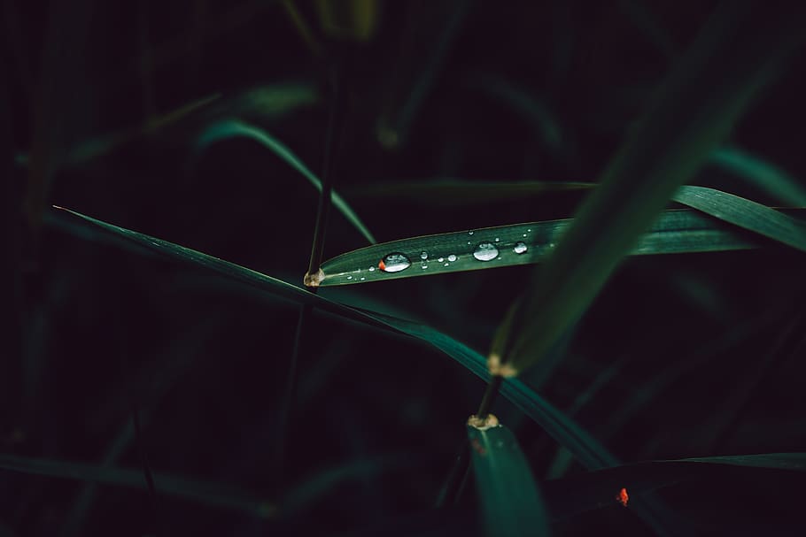 gras, forest, wald, waterdrop, wet, nature, outdoor, hiking HD wallpaper