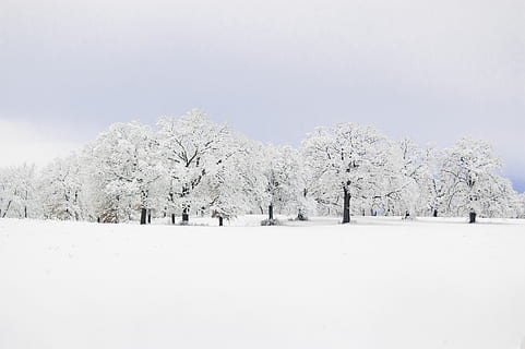 white trees on snowfield, wallpaper, countryside, wills point HD wallpaper