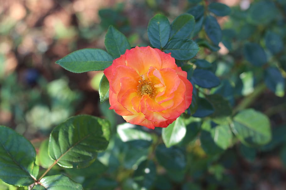 multicolored, rose, nature, flower, garden, orange, botany HD wallpaper