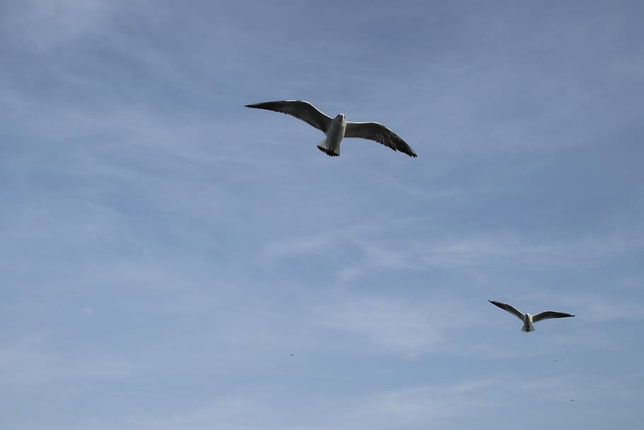 bird, sky, flying, animals in the wild, animal wildlife, animal themes HD wallpaper