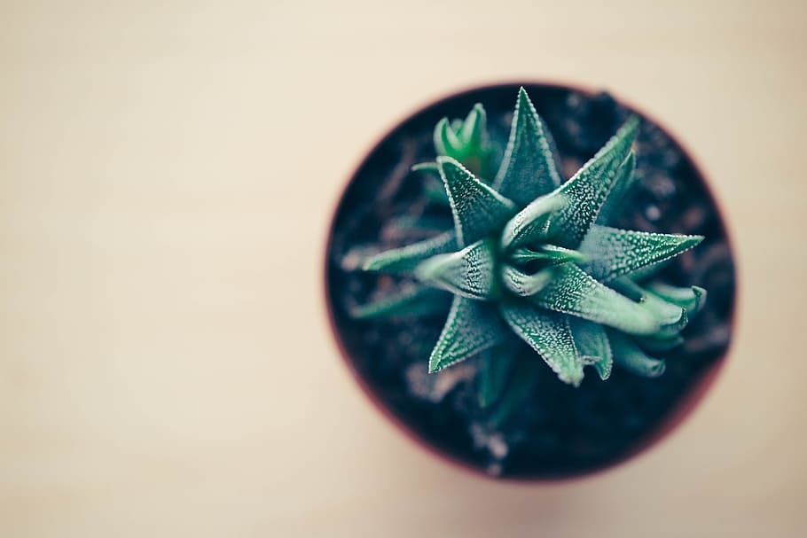 Lush Green Stylish Indoor Office Desk Plant Placed on a Table. Beautiful Plant for Home Office Desk Setup. HD wallpaper
