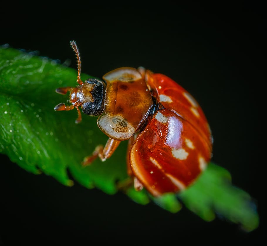 macro, insect, beetle, invertebrate, animal wildlife, animal themes HD wallpaper