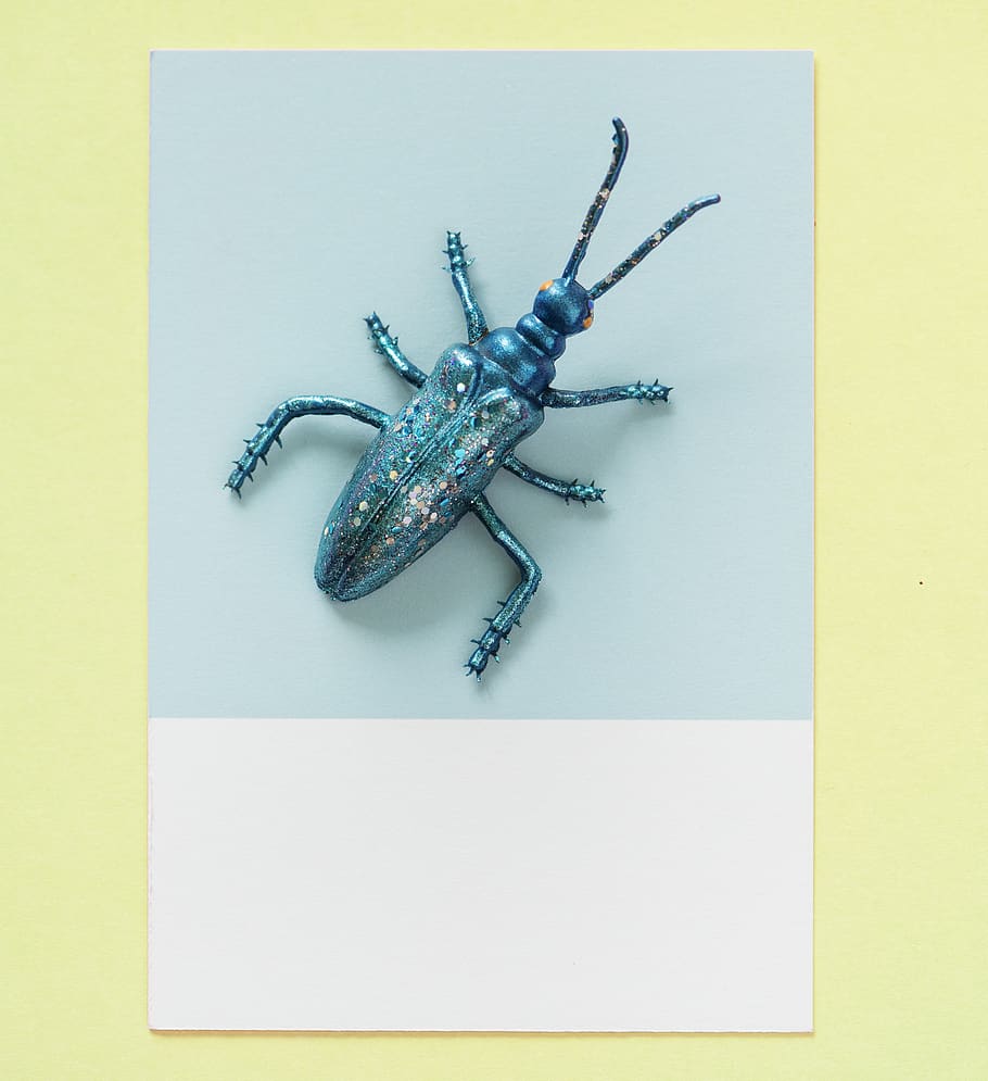 Wall Hanging of a Blue Insect, animal, bug, design, little, photograph HD wallpaper