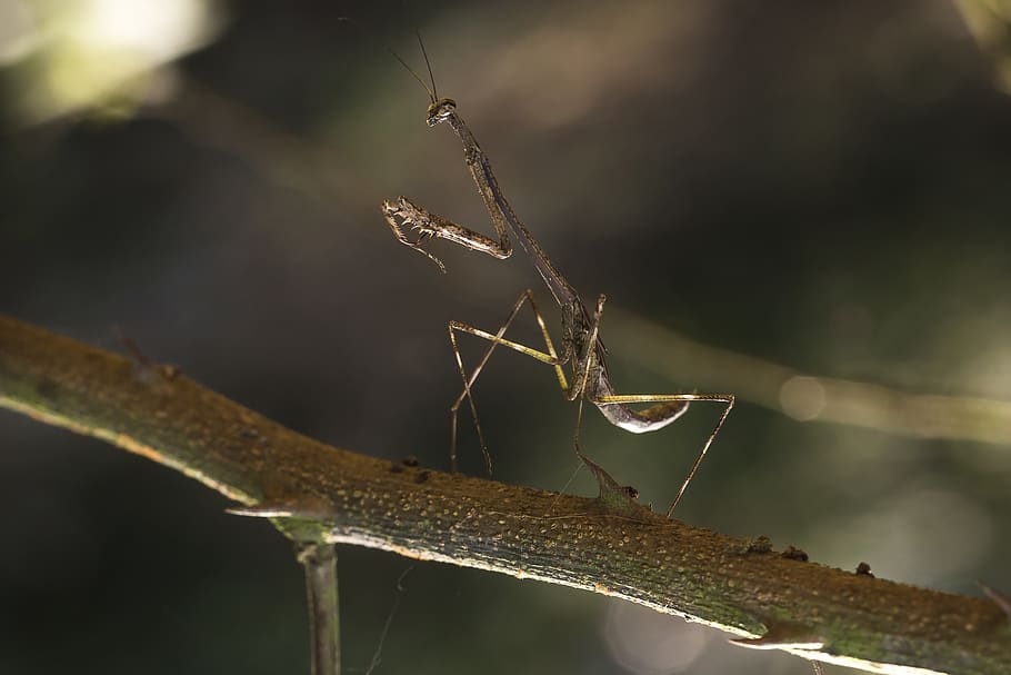Close-up Photo of Brown Praying Mantis on a Branch, insect, invertebrate HD wallpaper