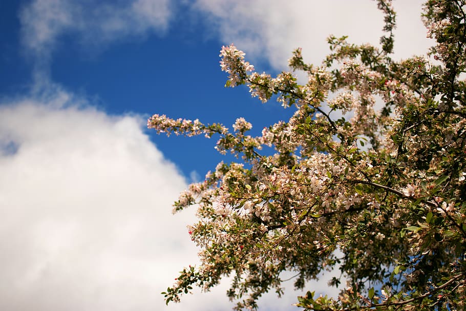 corbett gardens, plant, tree, growth, sky, beauty in nature HD wallpaper