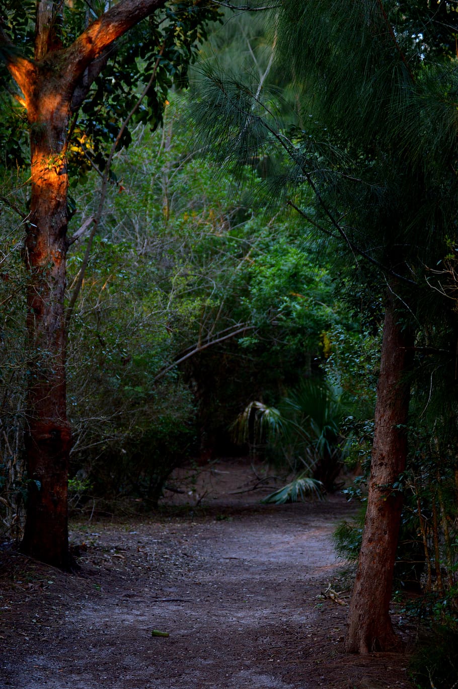 pinetrees, park, florida, green, nature, forest, plant, land HD wallpaper