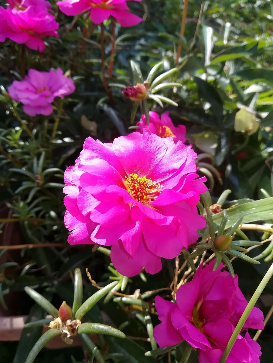 flower, day, bright, light, violet, rosa, nature, nice, beauty HD wallpaper