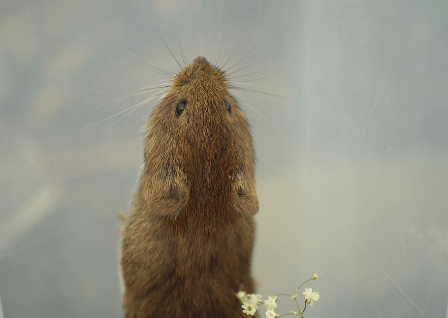 mouse, flying high, uphill, climb, gymnastics, cute, sweet HD wallpaper