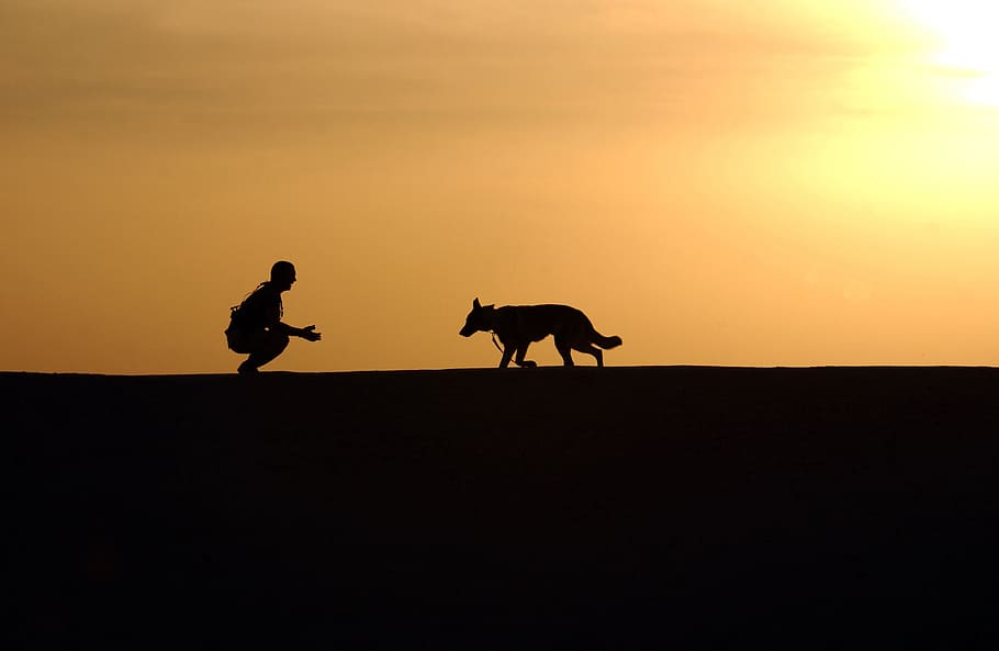Silhouette Photo of Man an Dog During Sunset, canine, german shepherd, HD wallpaper