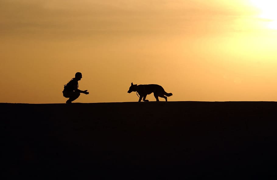 dog, military, training, exercise, activity, human, silhouette HD wallpaper