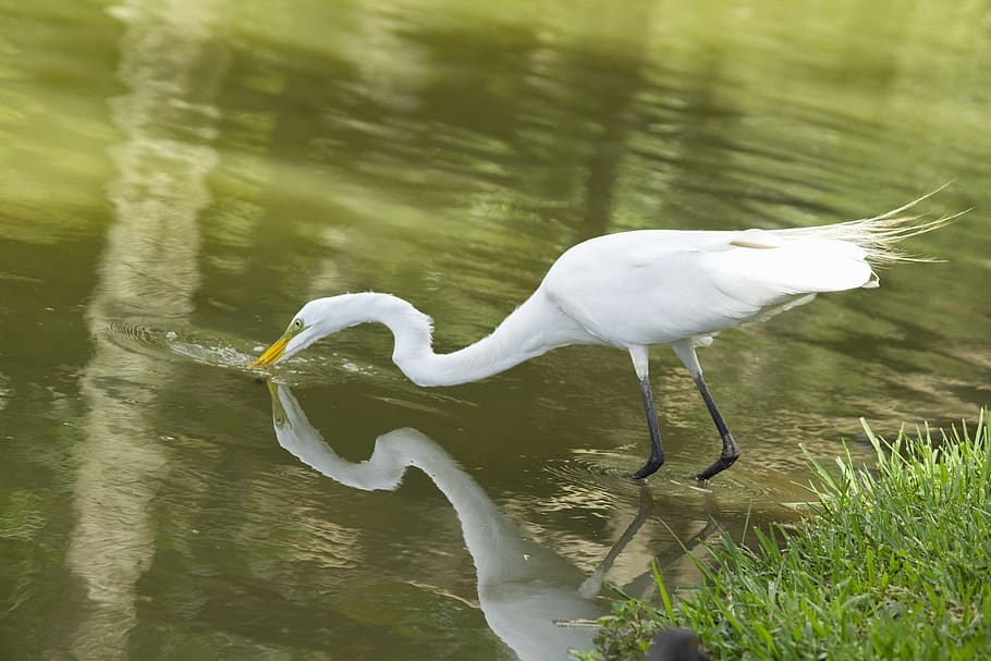 white bird drinking, animal, waterfowl, ardeidae, heron, egret HD wallpaper