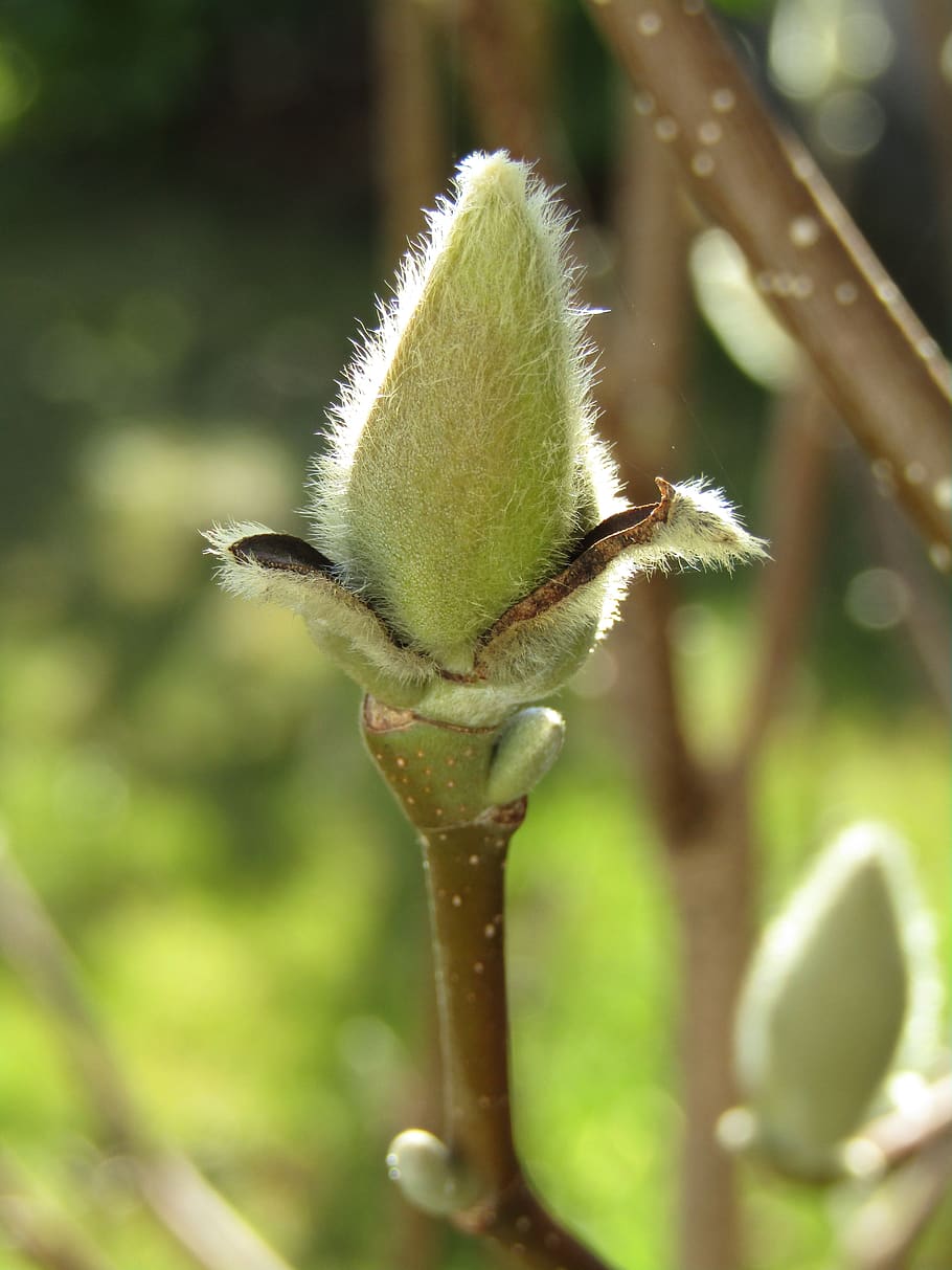 magnolia, bud, spring, nature, garden, close up, plant, growth HD wallpaper