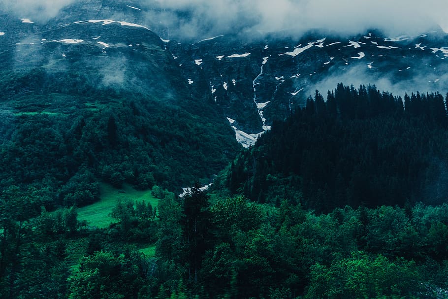 Mount Scenery, conifer, covered, ecosystem, field, flora, fog HD wallpaper