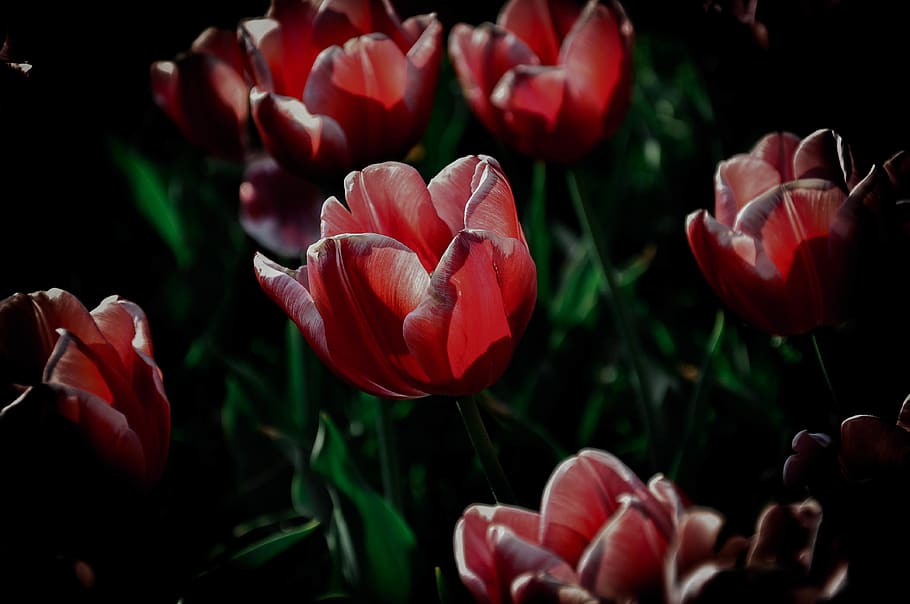 flower, tulip, flowering plant, beauty in nature, freshness HD wallpaper