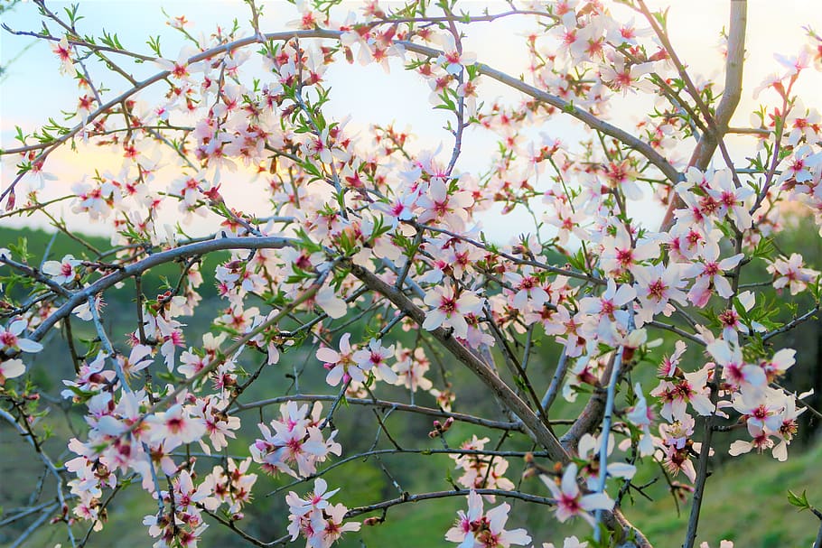 flower, tree, spring, pink, nature, white, plant, bud, color HD wallpaper