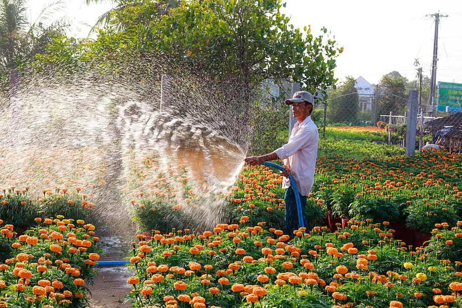 Man Spraying Water on Orange Flowers, agriculture, beautiful flowers, HD wallpaper