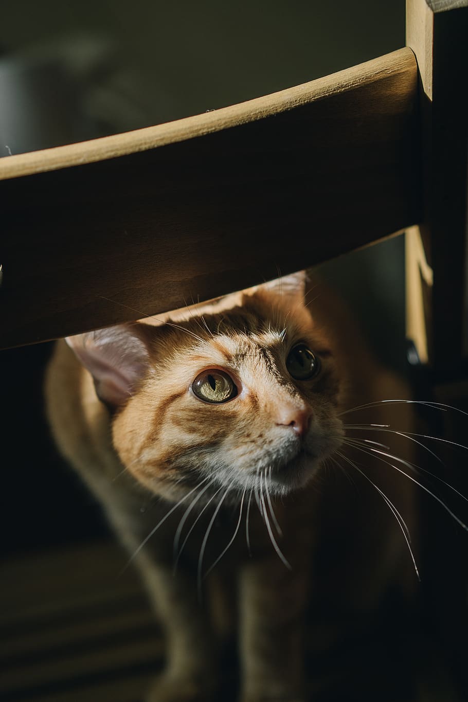 cat, eye, cats, mammal, domestic, animal themes, pets, one animal HD wallpaper