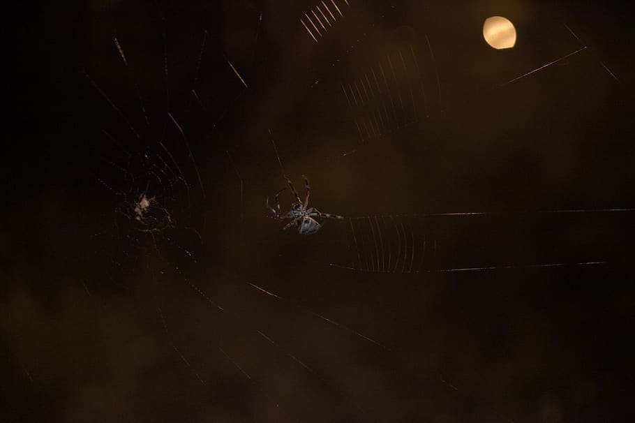 australia, adelaide, dark, web, spider, thread, spooky, climb HD wallpaper