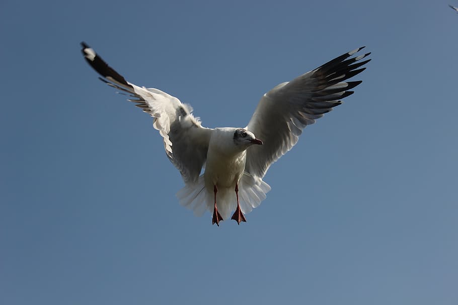 fly, seagull, flying, spread wings, animal wildlife, animal themes HD wallpaper