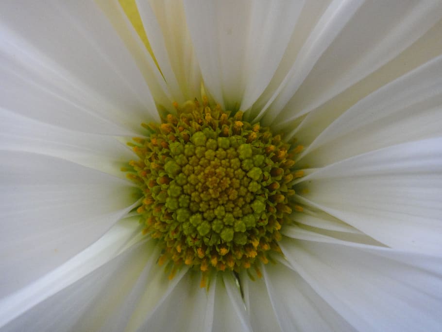 spring, white, yellow, zoom, nature, margarita, daisy, macro HD wallpaper