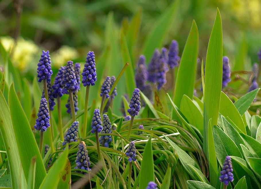 nature, purple, flower, plant, growth, flowering plant, beauty in nature HD wallpaper