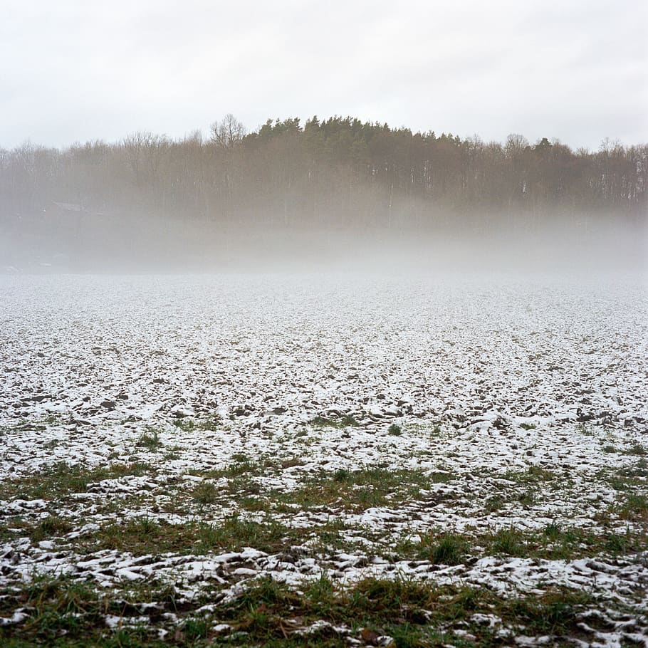 norway, oslo, fog, winter, cold temperature, plant, beauty in nature HD wallpaper