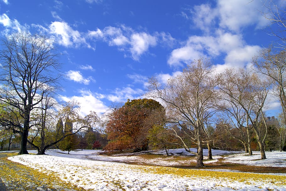 usa, new york, central park, colours, autumn, winter, snow, HD wallpaper