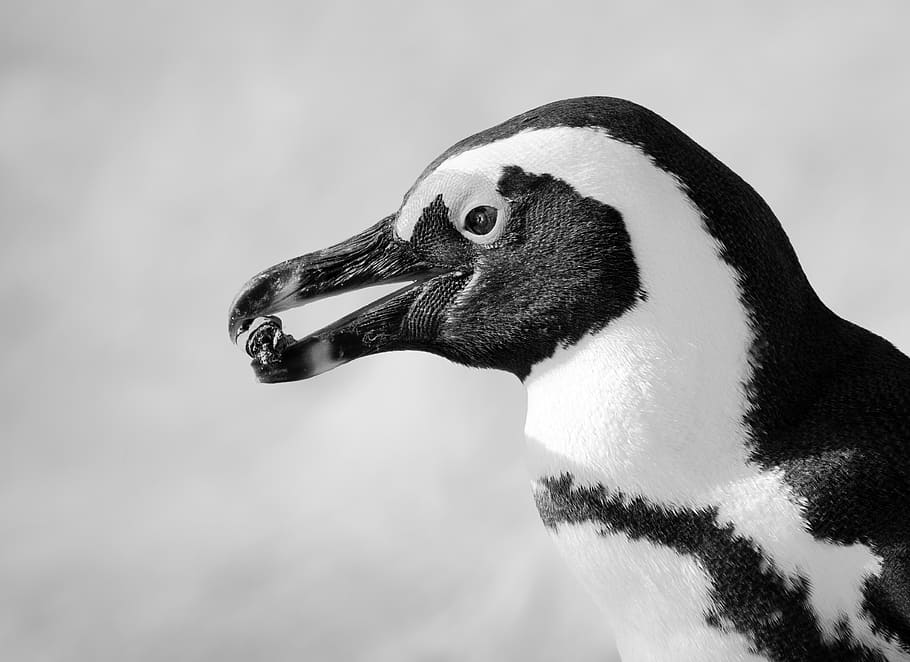 Black And White Photo Of Penguin, african penguin, animal, aquatic animal