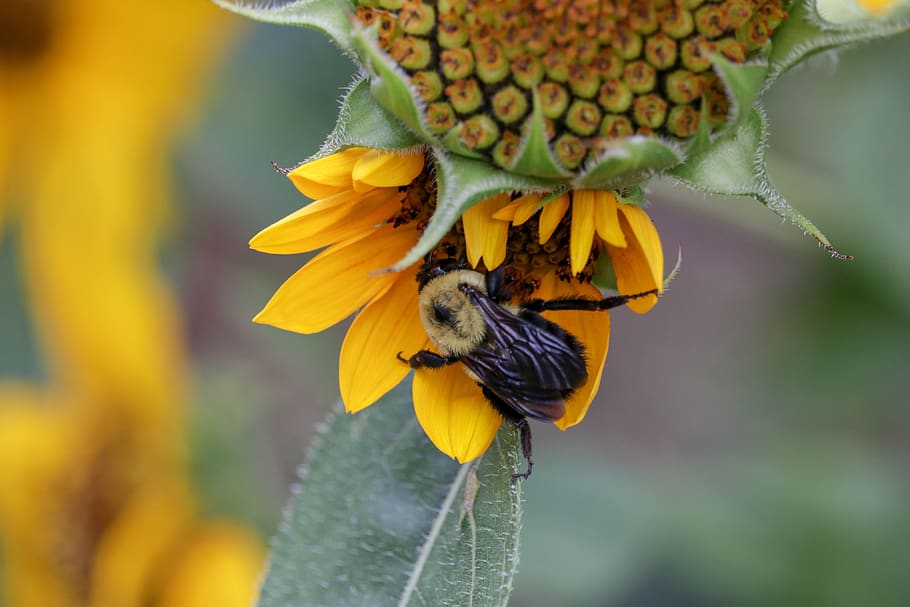 bee, flower, yellow, green, animal themes, animal wildlife HD wallpaper