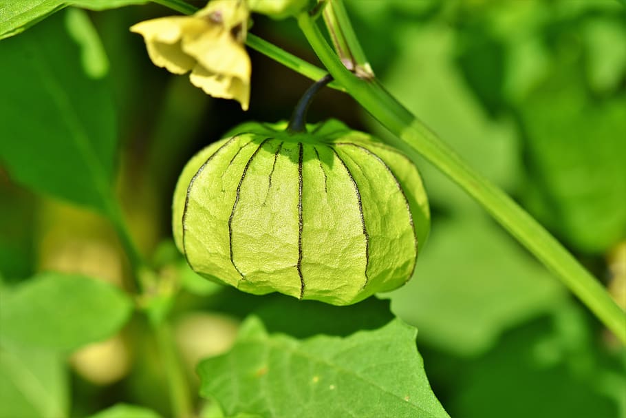 physalis, bladder cherry, plant, judenkirsche, nachtschattengewächs HD wallpaper