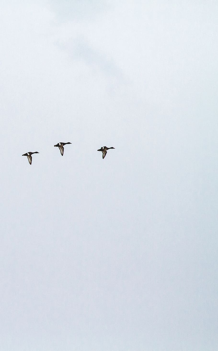 three ducks flying under the clouds during daytime, animal, ardeidae