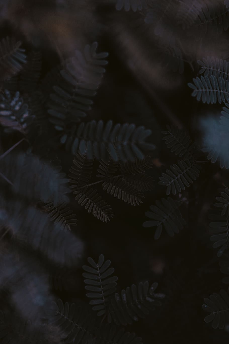HD wallpaper: Black and White Fern Leaves, blur, dark, depth of field,  green leaves | Wallpaper Flare