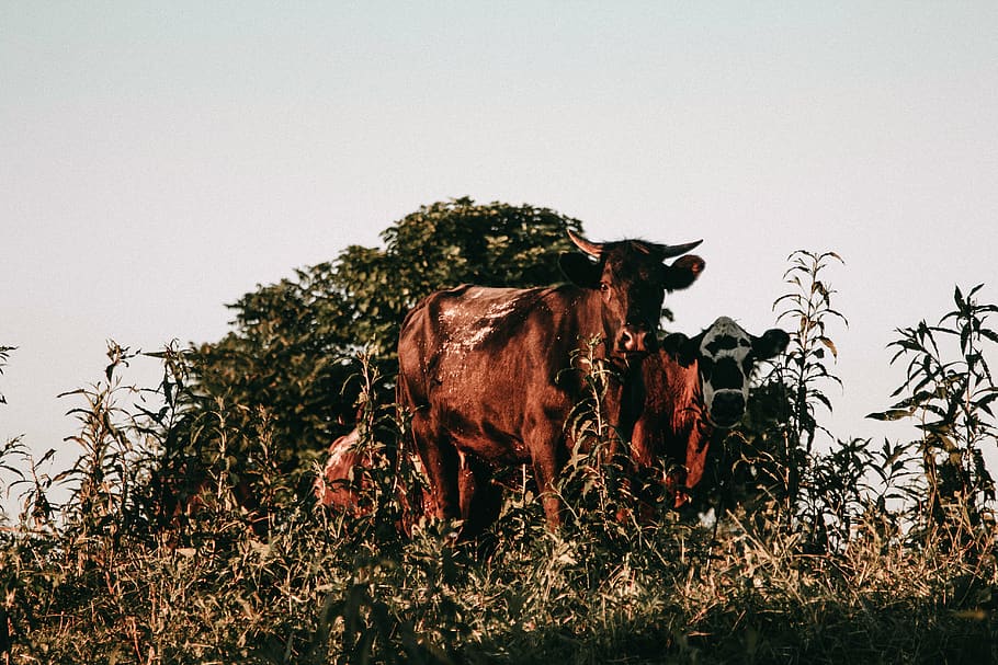brown cows, mammal, animal, animal themes, domestic animals, livestock HD wallpaper