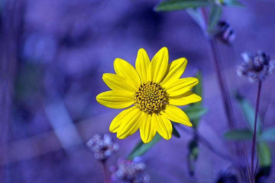 yellow flower from string lake, nature, sunflower, blossom