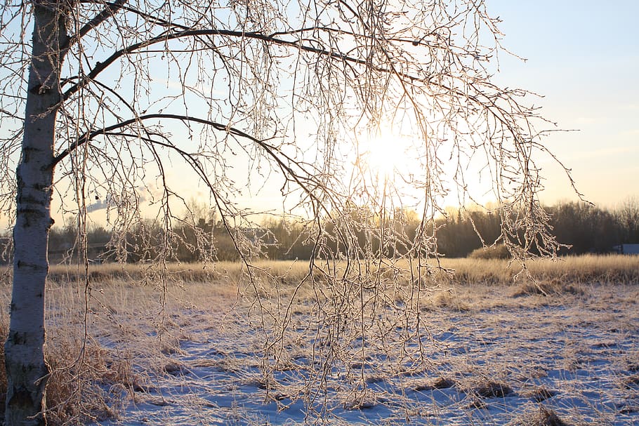 winter, snow, nature, tree, frost, landscapes, cold temperature, HD wallpaper