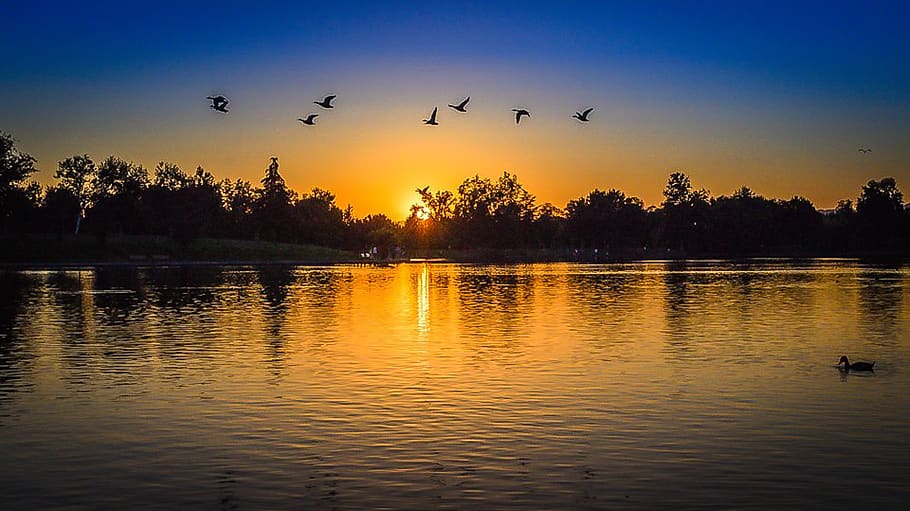 Silhouette of Forest With Birds Flying Above Body of Water during Sunset HD wallpaper