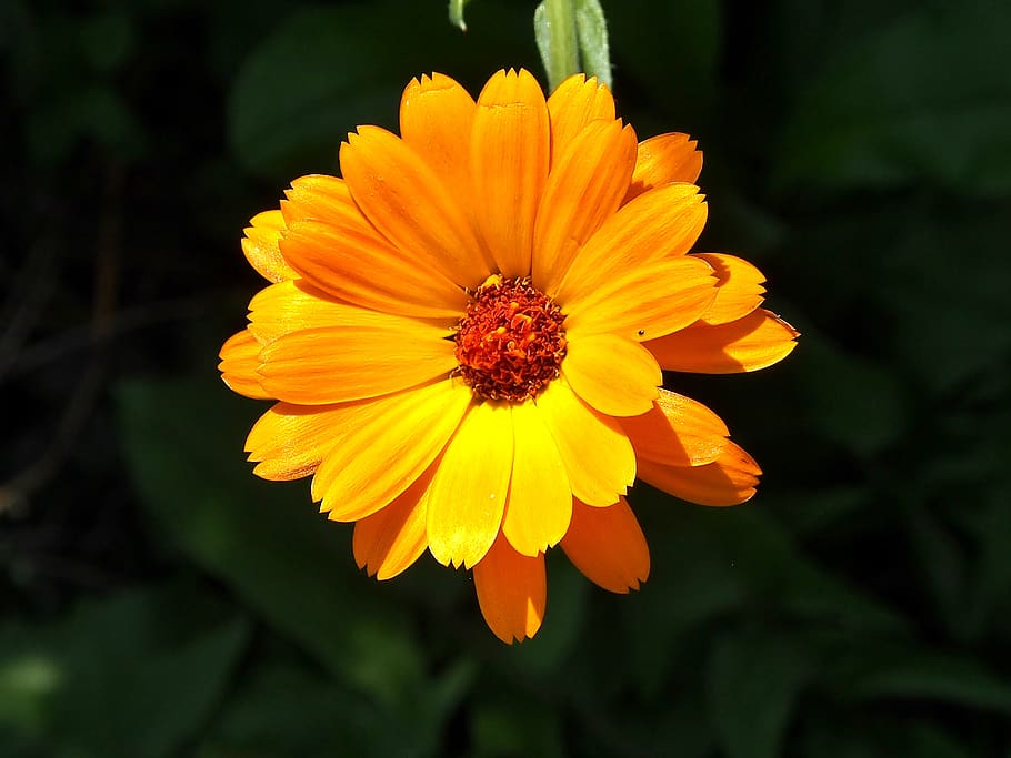 marigold, yellow, blossom, bloom, medicinal plant, close up HD wallpaper