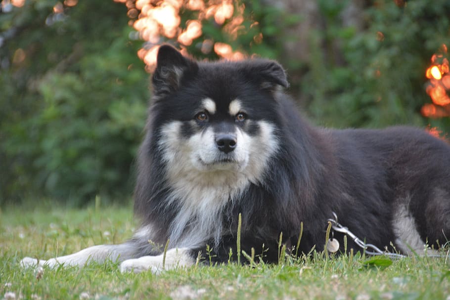 dog, summer, evening, pet, park, outdoors, grass, doggy, the eyes HD wallpaper