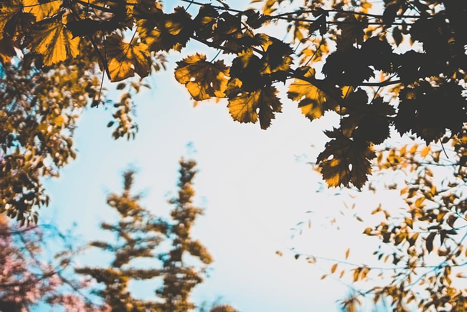 brown trees, santiago, chile, flower, blossom, flora, plant, park HD wallpaper