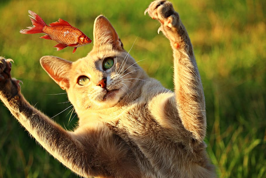 cat, fish, prey, mieze, eat, tiger cat, mackerel, kitten, hunting HD wallpaper